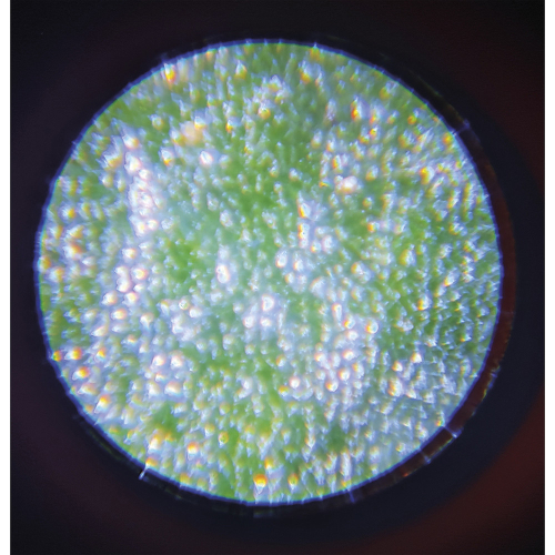Microscopio tascabile | Janod