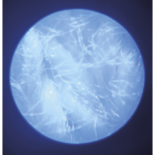 Microscopio tascabile | Janod